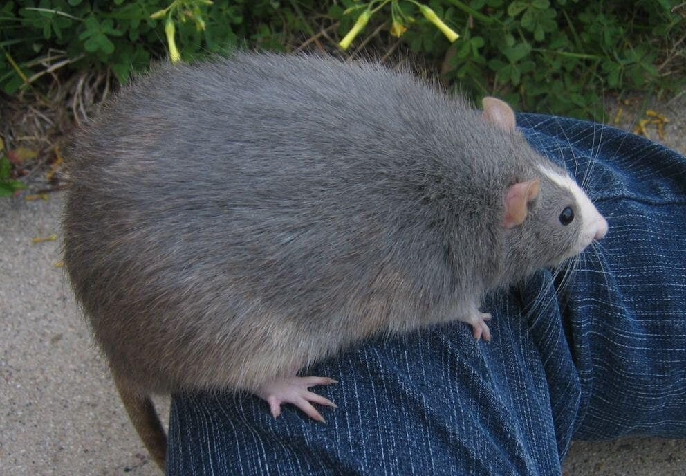 big rat